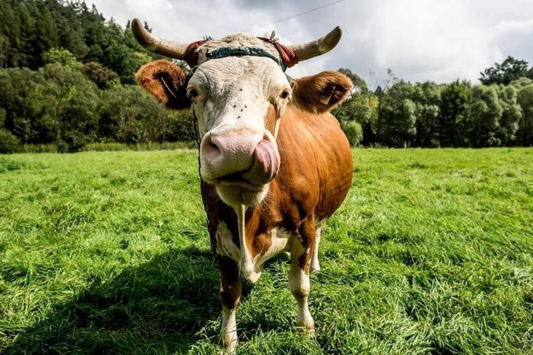 Pokoje Goscinne U Olguni Chyrowa Kültér fotó